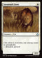 FDN 146 Savannah Lions U