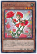 WPP1-JP055 バラガール R