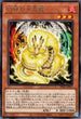 INFO-JP019 幻禄の天盃龍 R